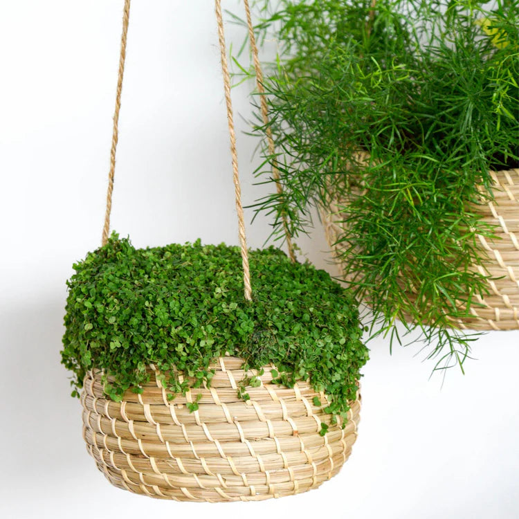 Hanging Seagrass Planters, set of 2 - Kristia Rose Collections