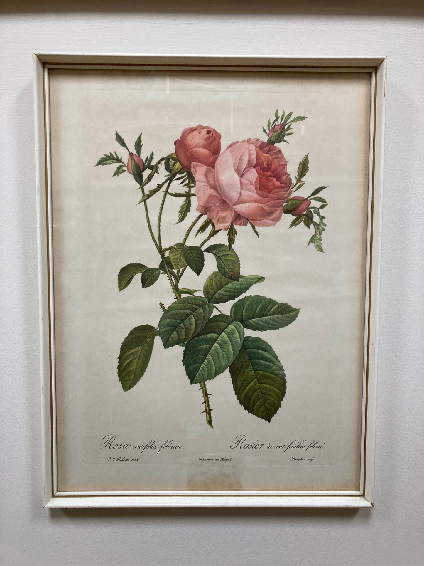 Vintage Botanical framed print, Pierre Redoute Antique Rose - Kristia Rose Collections
