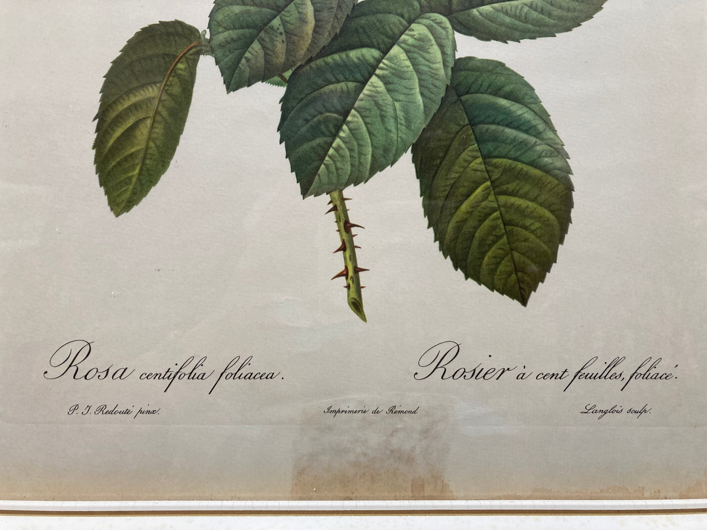 Vintage Botanical framed print, Pierre Redoute Antique Rose - Kristia Rose Collections