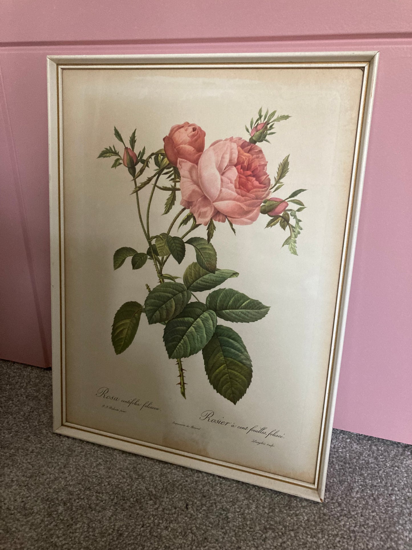Vintage Botanical framed print, Pierre Redoute Antique Rose - Kristia Rose Collections