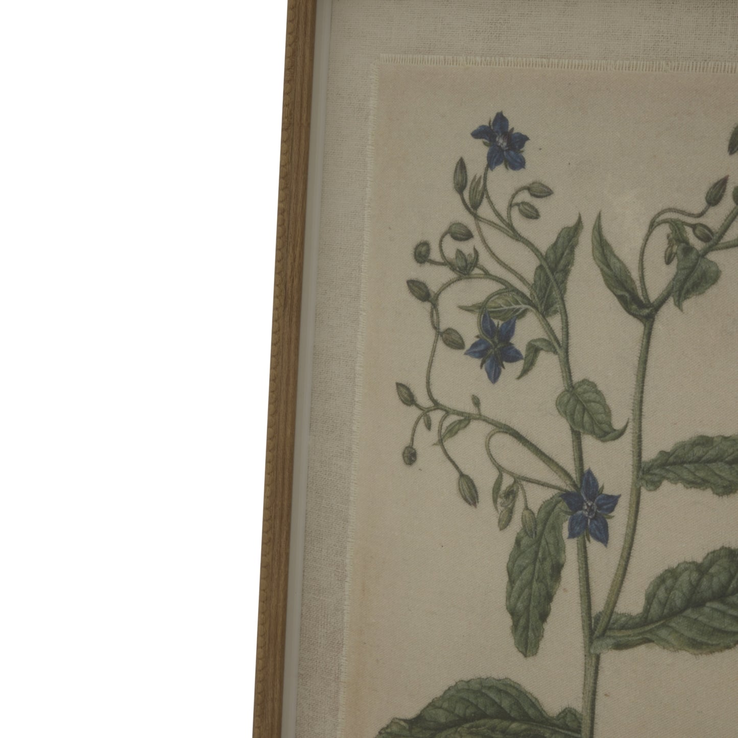 Botanical Artwork on Linen Background in Beaded Frame - Borage