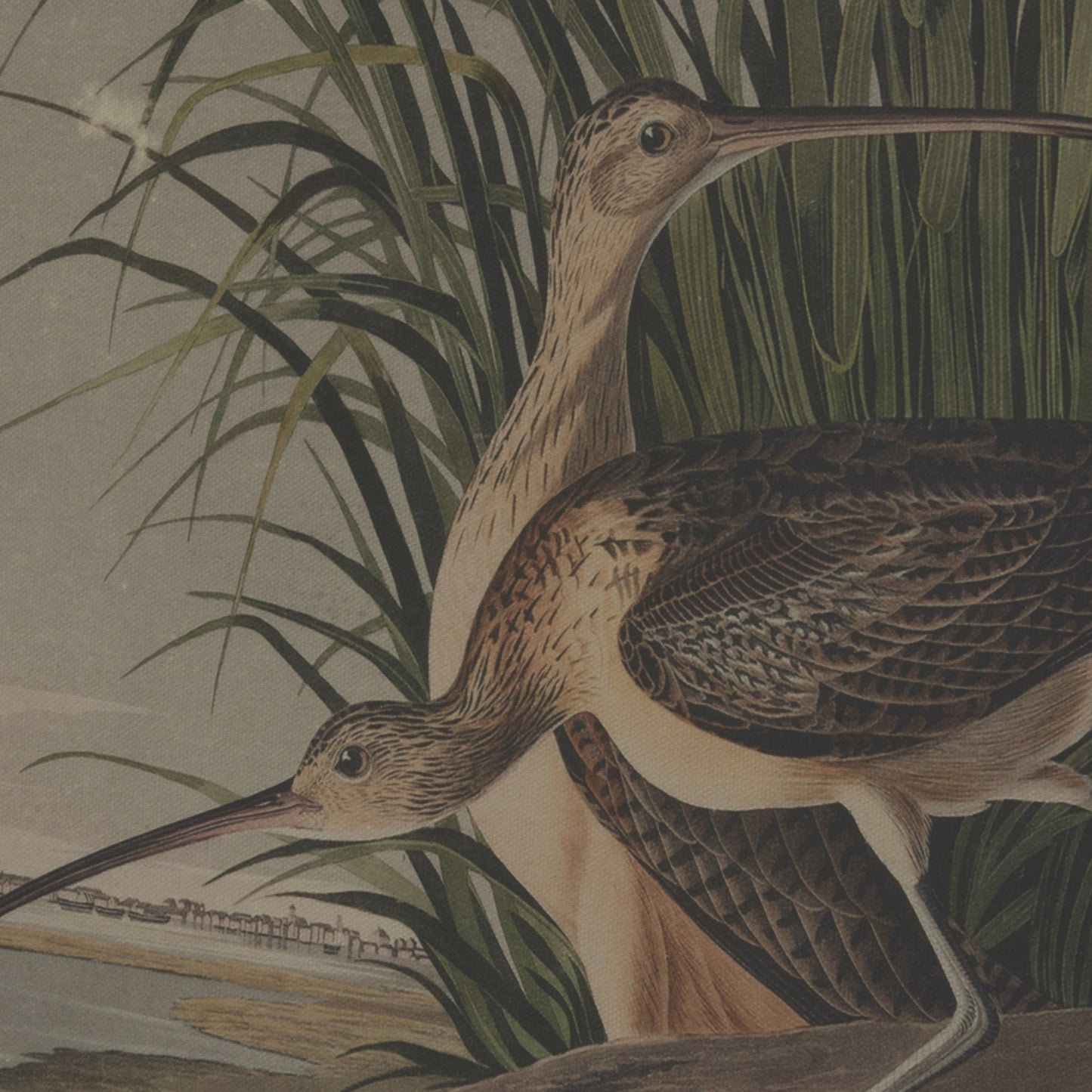 Botanical Artwork on Linen Background in Beaded Frame - Curlews