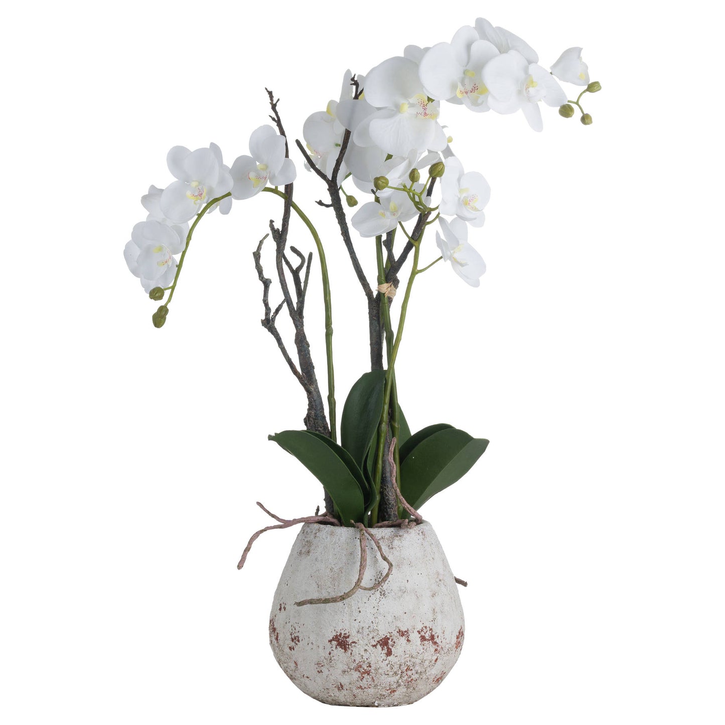 Medium Statement Orchid In Rustic Stone Pot