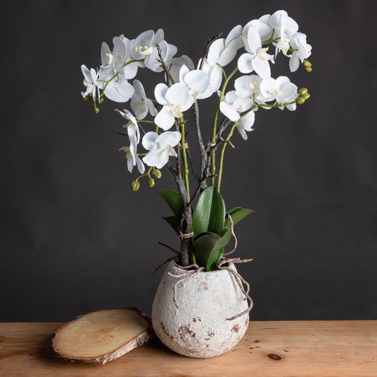 Medium Statement Orchid In Rustic Stone Pot