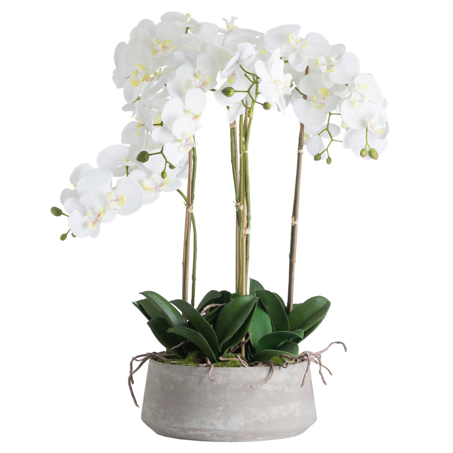 Large White Orchid In Stone Pot - Kristia Rose Collections