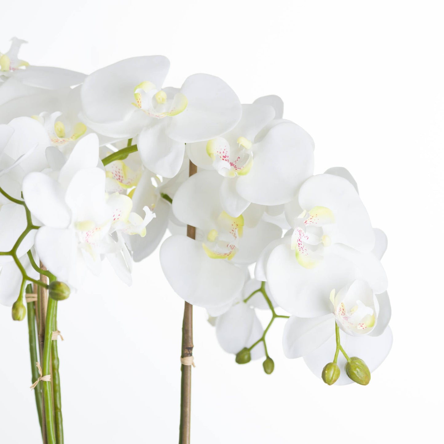 Large White Orchid In Stone Pot - Kristia Rose Collections