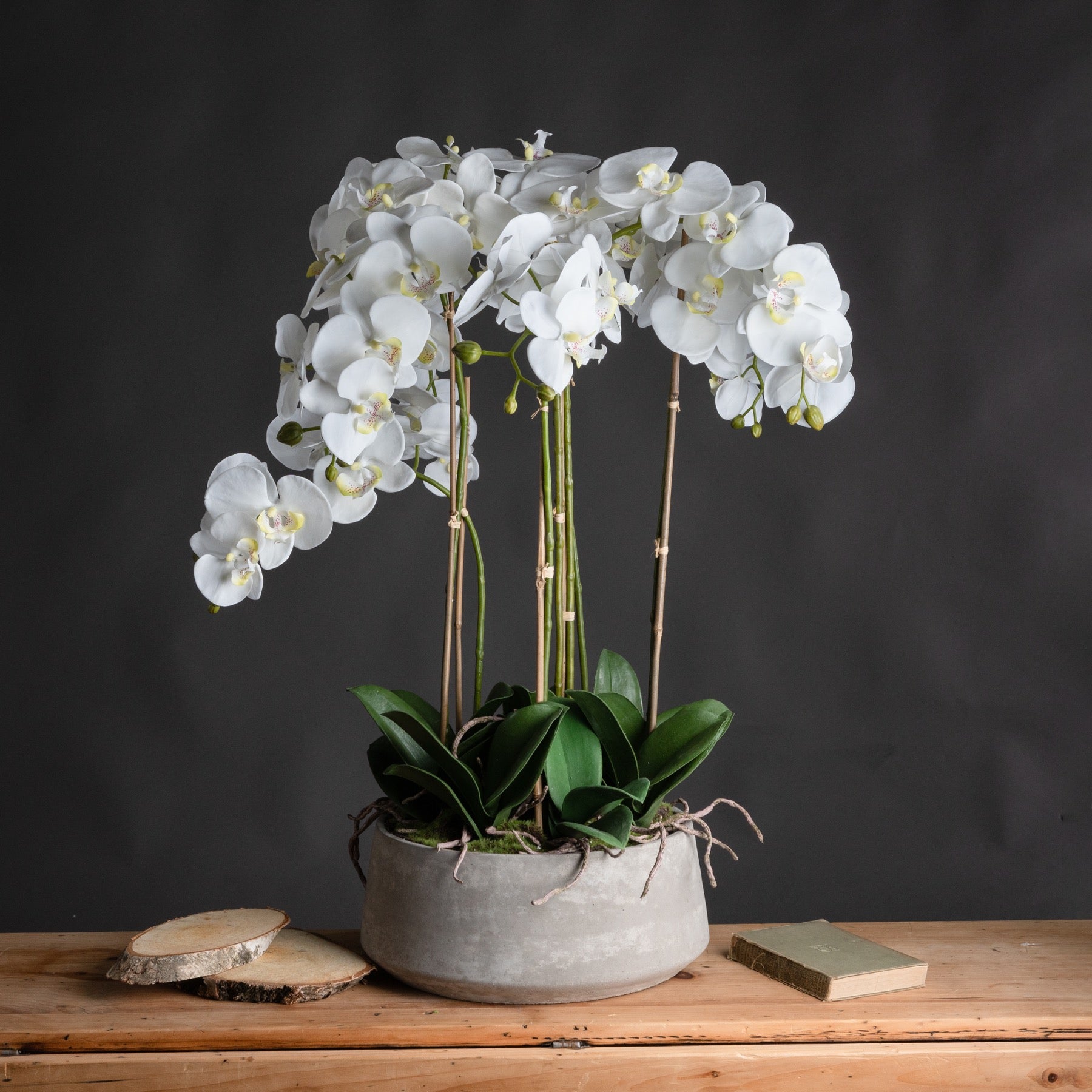 Large White Orchid In Stone Pot - Kristia Rose Collections