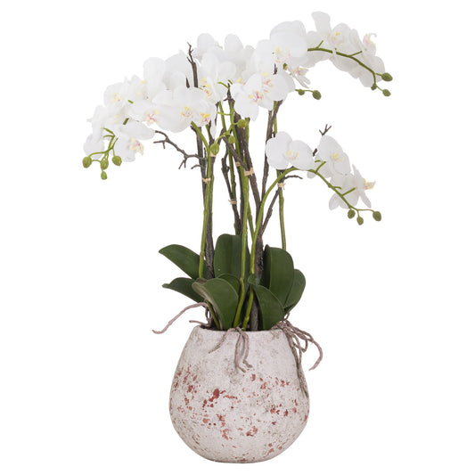 Large Statement Orchid In Rustic Stone Pot