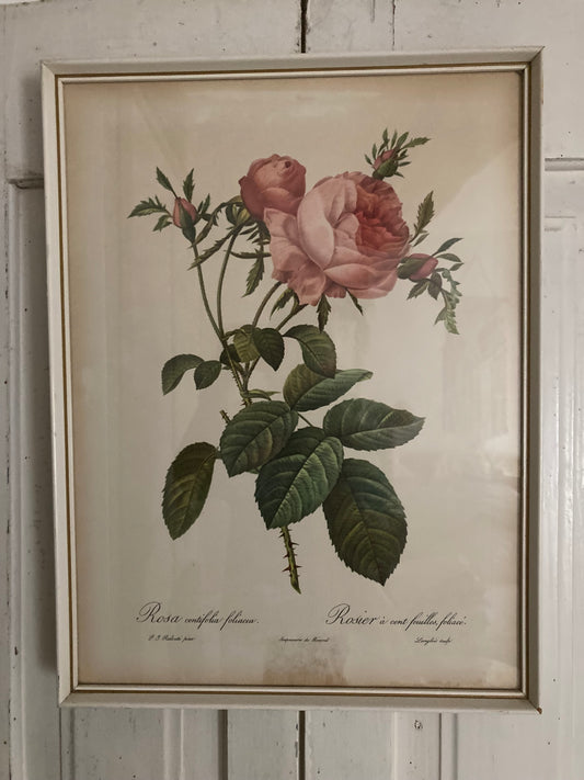 Vintage Botanical framed print, Pierre Redoute Antique Rose - Kristia Rose Collections